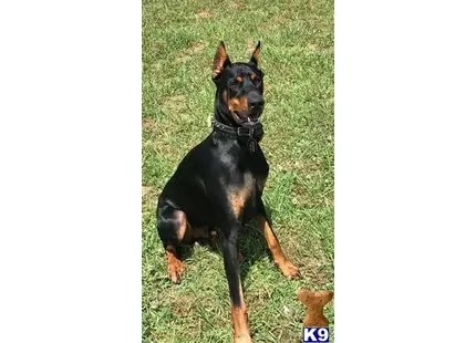 Doberman Pinscher