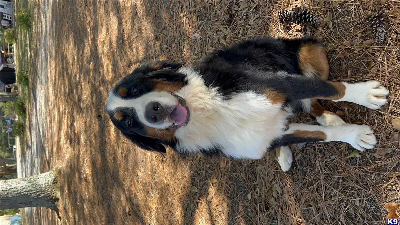 Bernese Mountain Dog