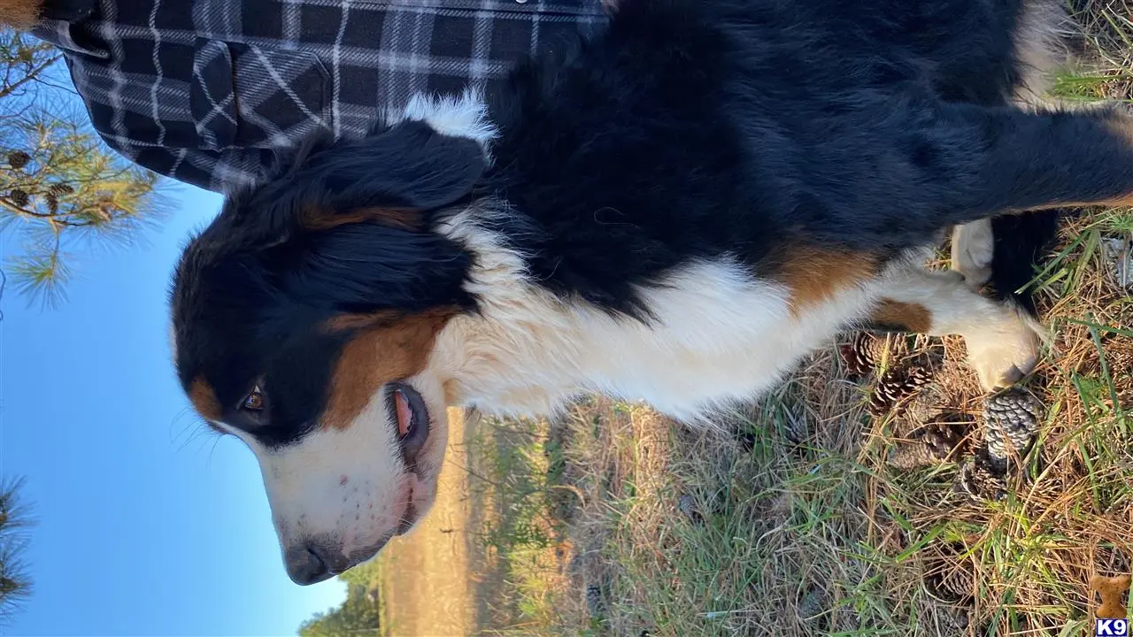 Bernese Mountain Dog stud dog