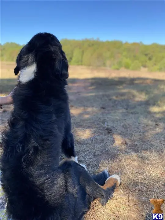 Bernese Mountain Dog stud dog