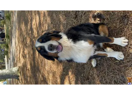 Bernese Mountain Dog