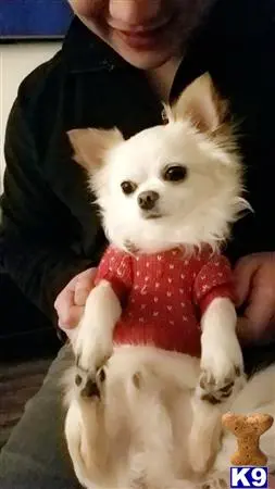 Chihuahua