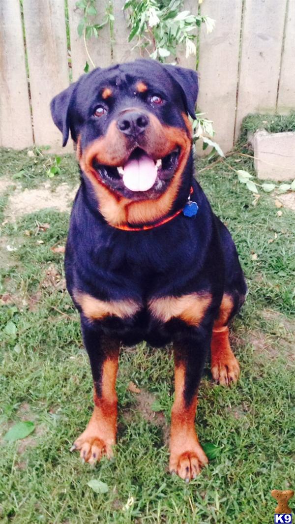 Rottweiler dog