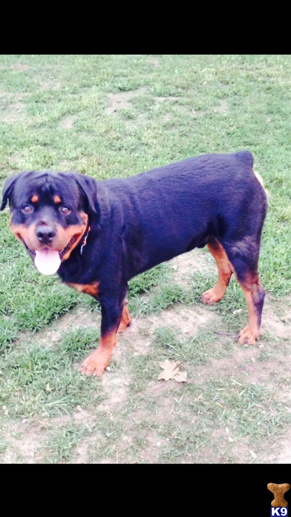 Rottweiler dog