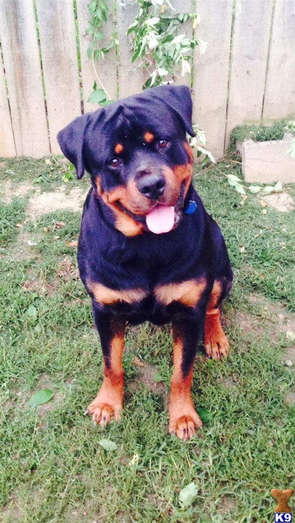 Rottweiler dog