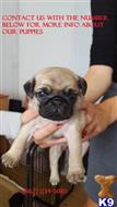 pug puppy posted by alexismorgan28