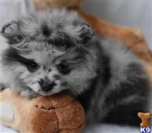 pomeranian puppy posted by alexispatro616