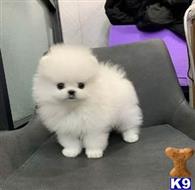 pomeranian puppy posted by alexispatro616