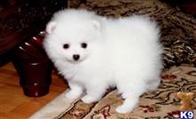 pomeranian puppy posted by alexispatro616