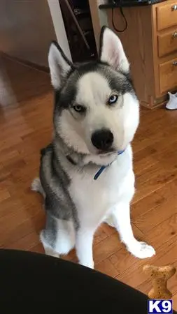 Siberian Husky stud dog