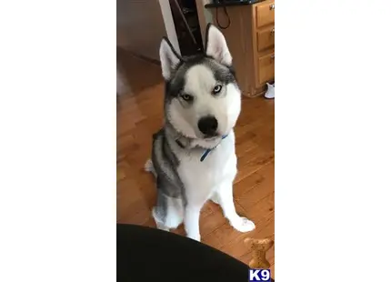 Siberian Husky