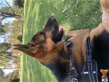 German Shepherd stud dog: German Shepherd lying on grass with tongue out