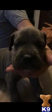 Cane Corso puppy for sale