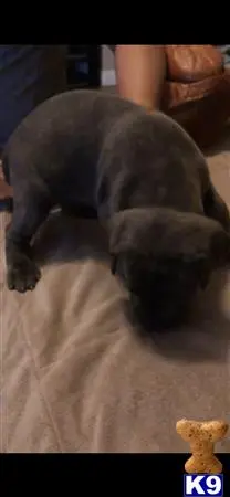 Cane Corso puppy for sale