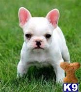 french bulldog puppy posted by alexpercy