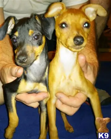 Miniature Pinscher puppy for sale