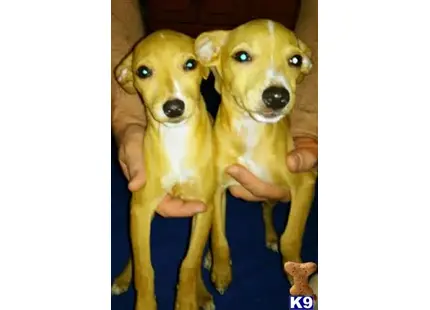a group of miniature pinscher dogs