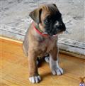boxer puppy posted by aley827
