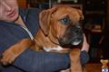 boxer puppy posted by aley827