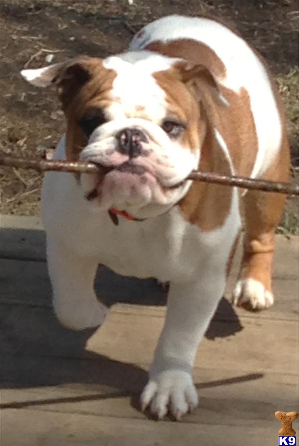 Bulldog stud dog