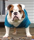 Bulldog stud dog: Brown and white Bulldog wearing a blue jacket on a porch