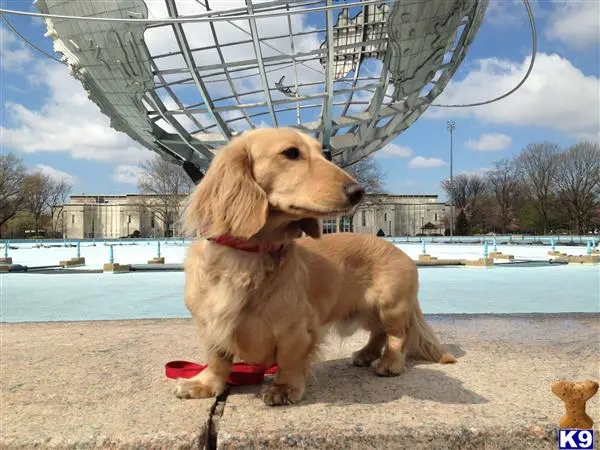 Dachshund stud dog