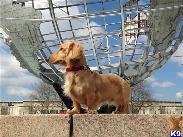 Dachshund stud dog