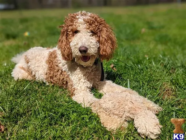 Poodle stud dog