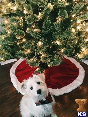 Miniature Schnauzer stud dog