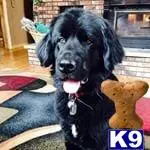 Newfoundland stud dog