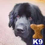 Newfoundland stud dog