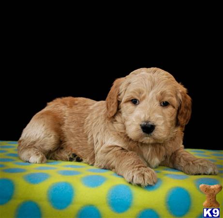 goldendoodles puppy posted by alhupp