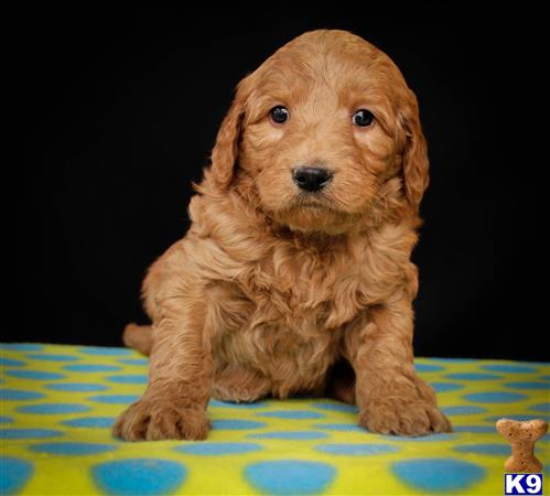 goldendoodles puppy posted by alhupp