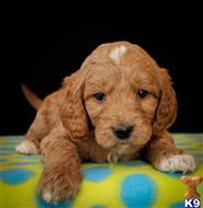 goldendoodles puppy posted by alhupp