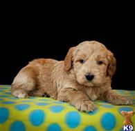 goldendoodles puppy posted by alhupp