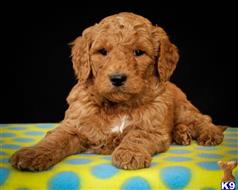 goldendoodles puppy posted by alhupp