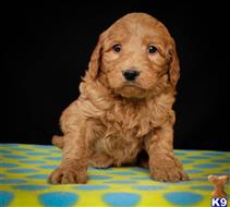 goldendoodles puppy posted by alhupp