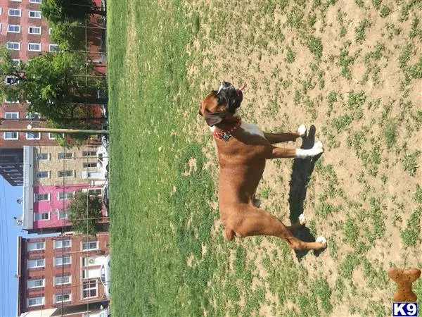 Boxer stud dog