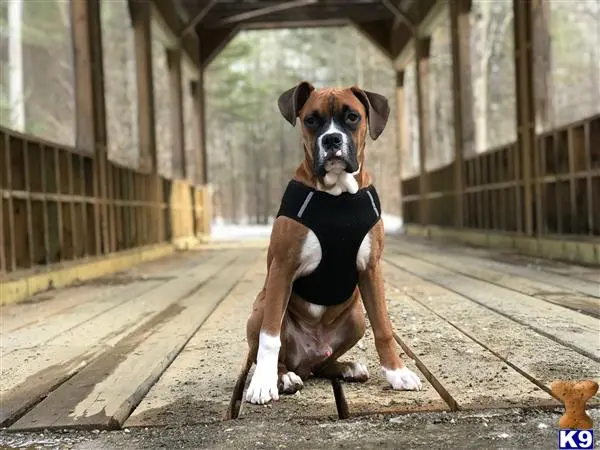 Boxer stud dog