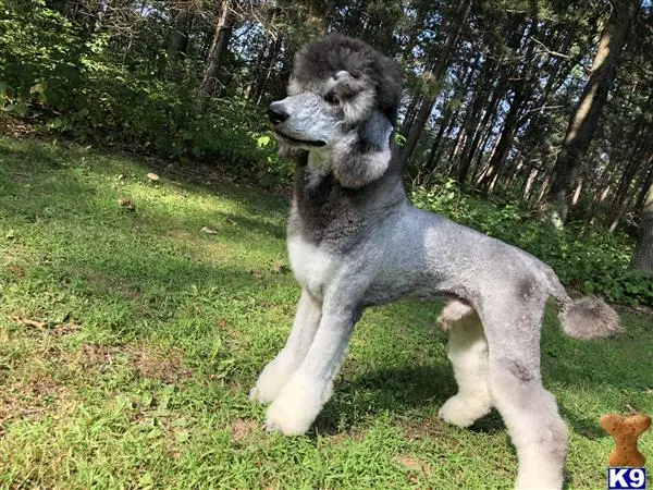 Poodle stud dog