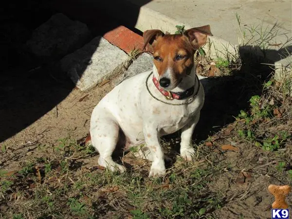 Jack Russell Terrier