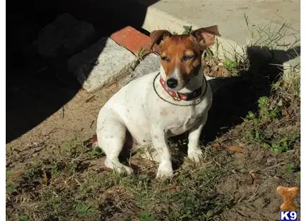 Jack Russell Terrier