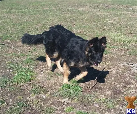 King Shepherds female dog