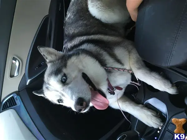 Siberian Husky female dog