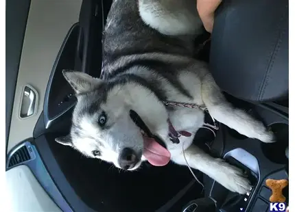 Siberian Husky
