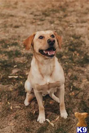 Labrador Retriever stud dog