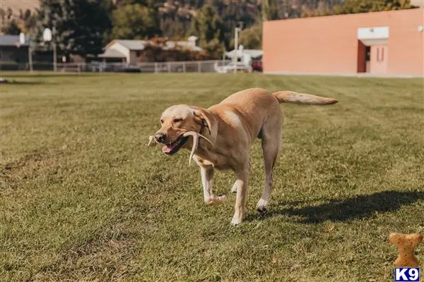 Labrador Retriever stud dog