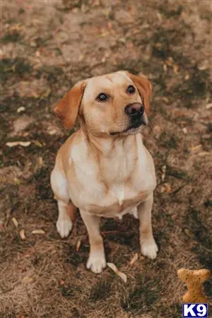 Labrador Retriever stud dog