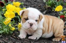 bulldog puppy posted by alicianana