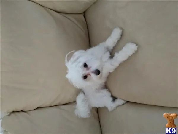 Maltese female dog: Small white Maltese lying on a beige couch